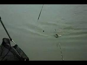 国产钓鱼法视频,传统与现代技巧融合的垂钓艺术